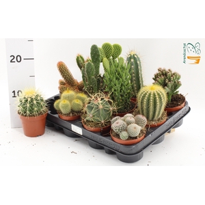 CACTUS GEM