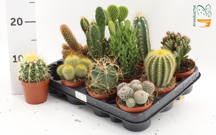 <h4>CACTUS GEM</h4>