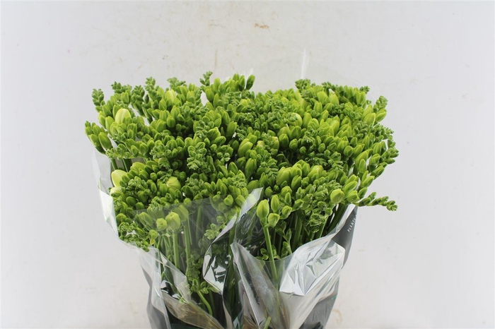 <h4>Fr Du Essence White</h4>