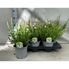 Gaura wit