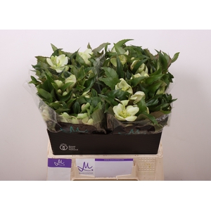 Helleborus Mammoth White Marginpar