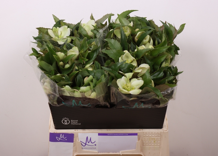 <h4>Helleborus Mammoth White Marginpar</h4>