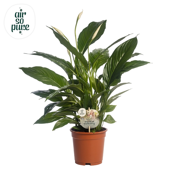 <h4>Spathiphyllum 'Vivaldi' AIR SO PURE duurzaam</h4>