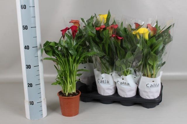 <h4>ZANT GEM 4 KL</h4>