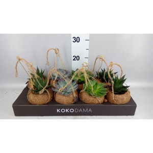 Succulents   ...mix 4