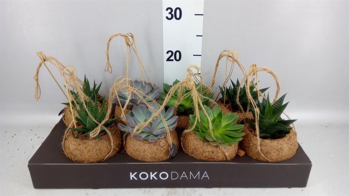 <h4>Succulents   ...mix 4</h4>