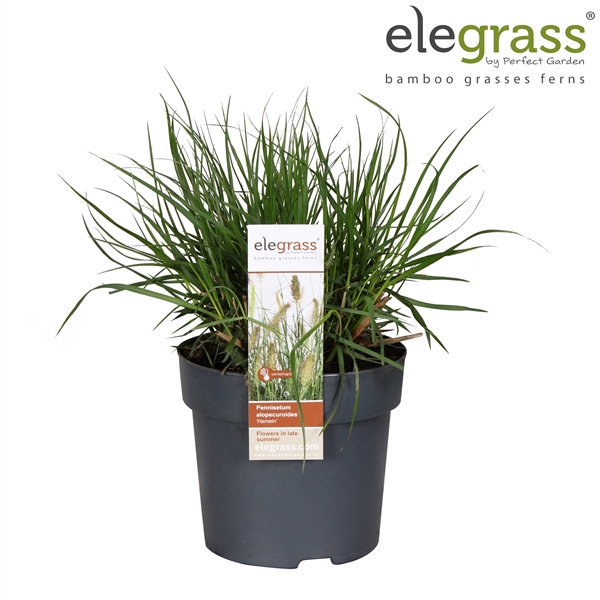<h4>Pennisetum alopecuroides 'Hameln' P14</h4>
