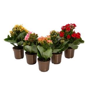 KALANCHOE P06 BICOLOR