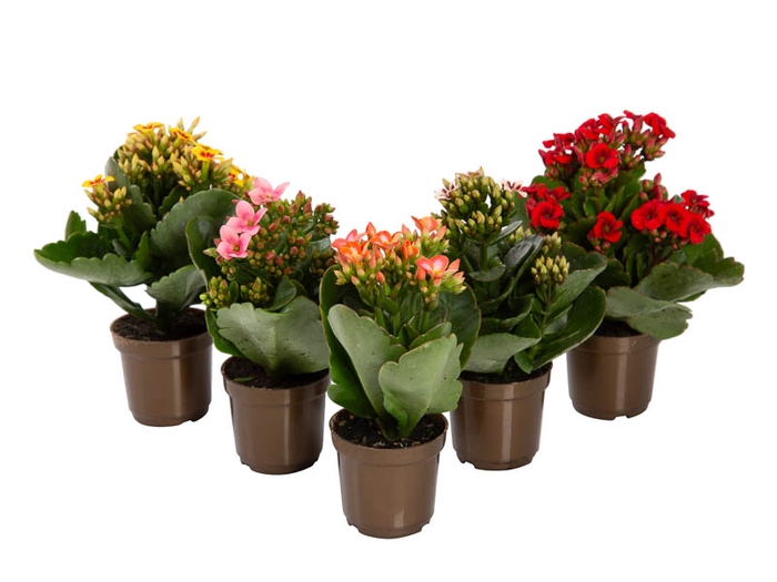 <h4>KALANCHOE P06 BICOLOR</h4>