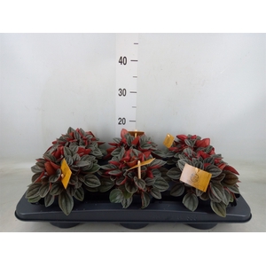 Peperomia caperata 'Santorini'