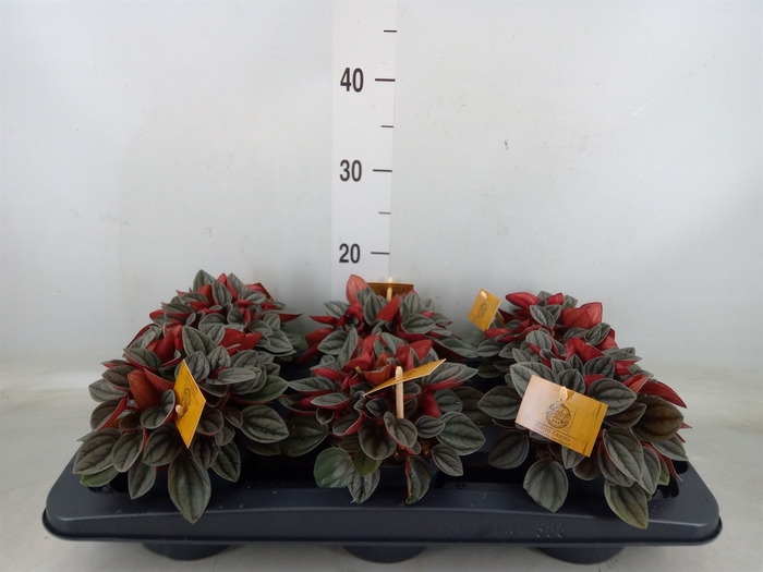 <h4>Peperomia caperata 'Santorini'</h4>