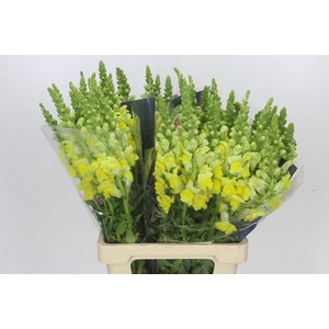 Antirrhinum Potomac Yellow
