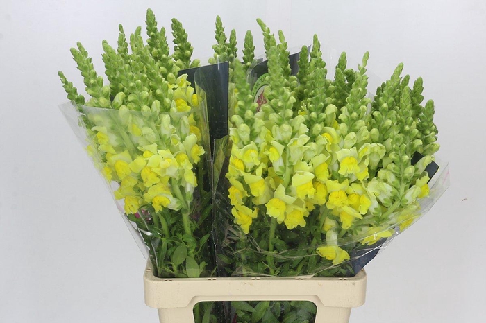Antirrhinum Potomac Yellow