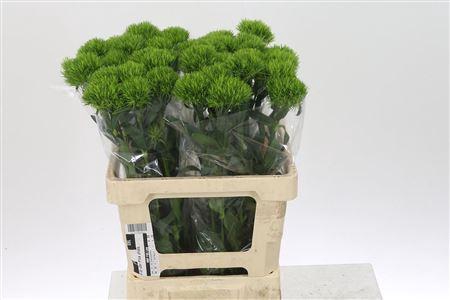 <h4>Di Barb Barb Fresh</h4>