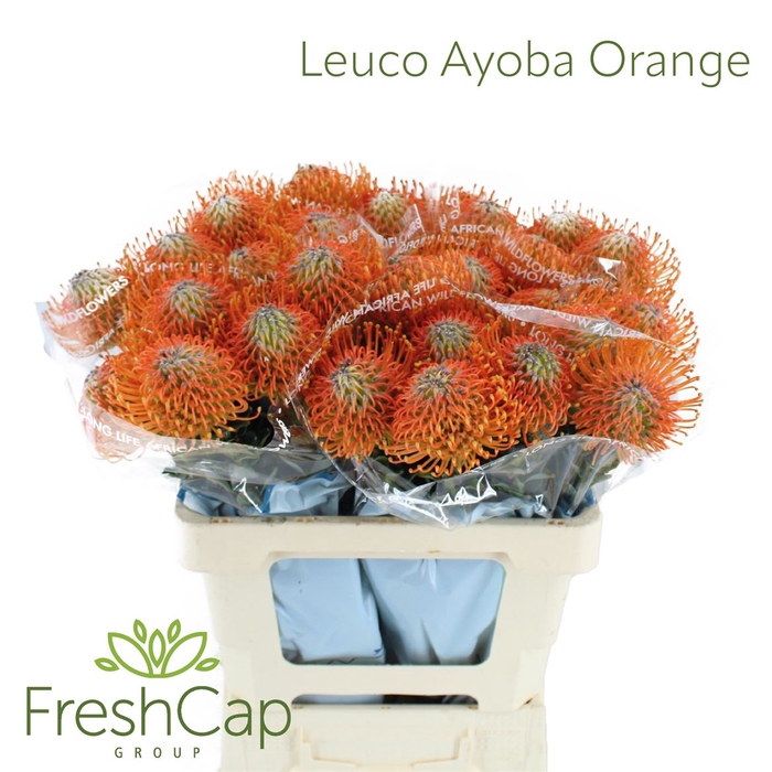 Leuco Ayoba Orange