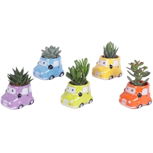 Succulent 5,5 cm in gekleurde auto planter