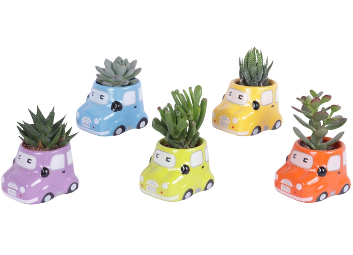 <h4>Succulent 5,5 cm in gekleurde auto planter</h4>