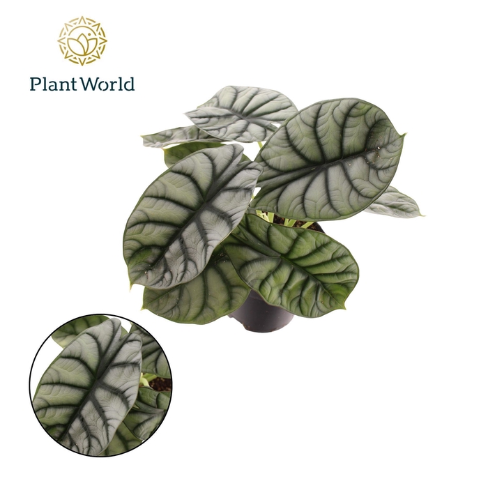 <h4>Alocasia</h4>
