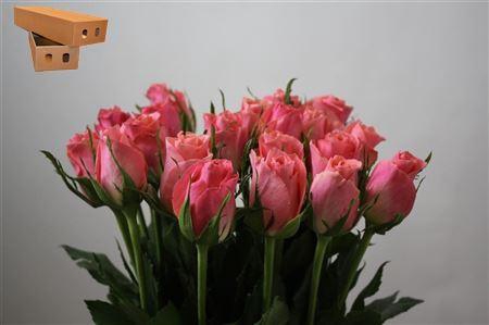 <h4>R Gr Ace Pink+</h4>