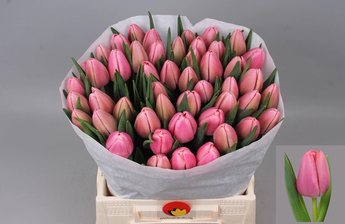 <h4>TU EN TRESOR</h4>