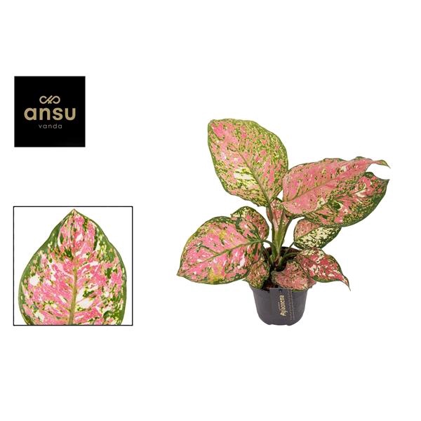 <h4>Aglaonema overig</h4>