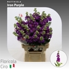 Matthiola Iron Purple