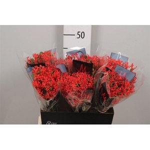 Jatropha P Firecrack