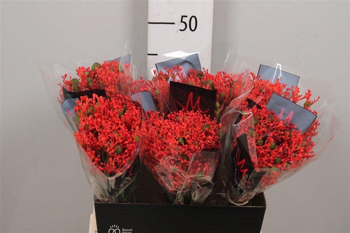 <h4>Jatropha P Firecrack</h4>