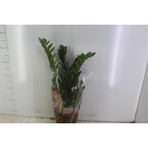 ZAMIOCULCAS P17