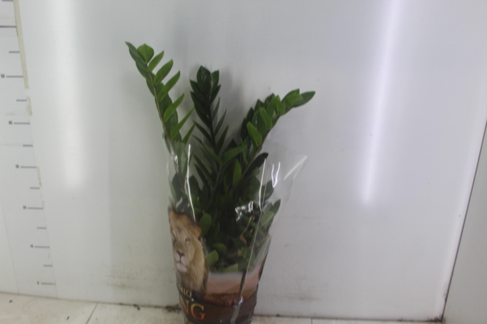 <h4>ZAMIOCULCAS P17</h4>