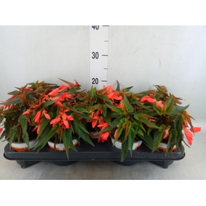 Begonia boliv. 'Beauvilia Salmon'