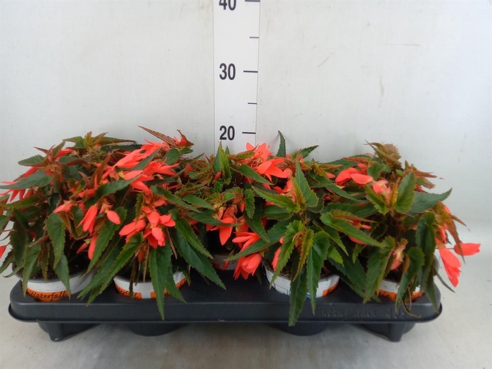 <h4>Begonia boliv. 'Beauvilia Salmon'</h4>