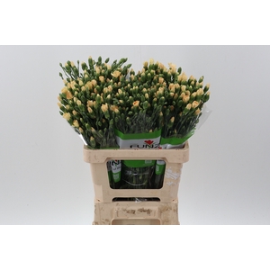 Di Tr Solomio Tweety x20