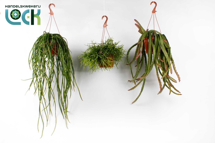 <h4>RHIPSALIS OV</h4>