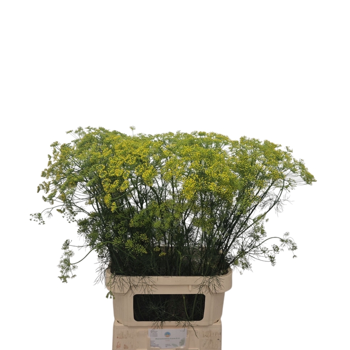 <h4>Anethum Graveolens Kramer</h4>