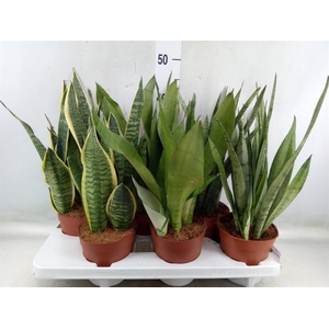 Sansevieria trifa.   ...