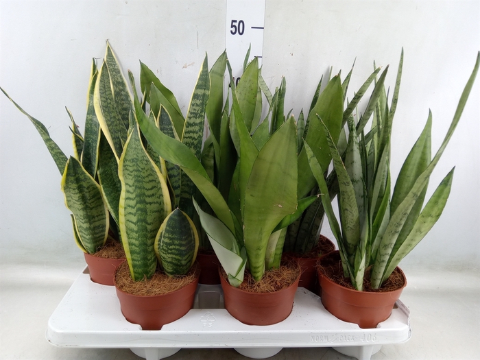<h4>Sansevieria trifa.   ...</h4>