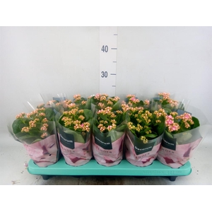 Kalanchoe blos. 'Serenity Pinkwhit'
