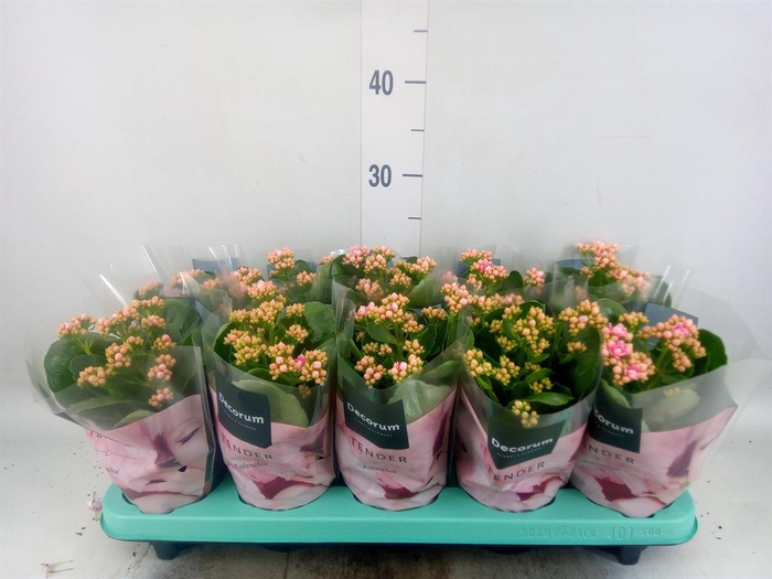 <h4>Kalanchoe blos. 'Serenity Pinkwhit'</h4>