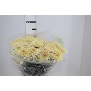 CRISANTEMO SOBERTY VANILA 080 CM CHAMPAGNE/CREME
