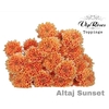 CHR T ALTAJ SUNSET