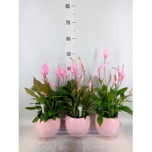 Spathiphyllum 'Bellini'