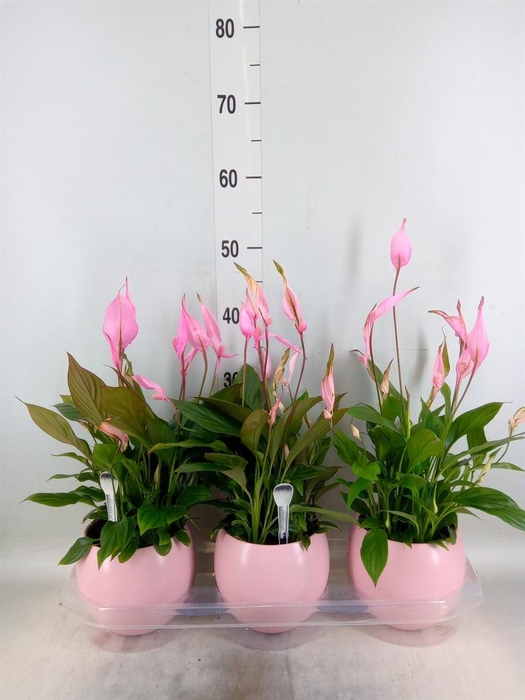 <h4>Spathiphyllum  'Bellini'</h4>