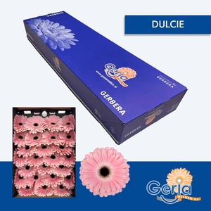 GE GR DULCIE