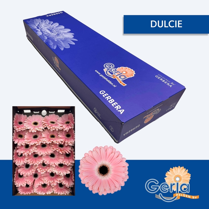 <h4>GE GR DULCIE</h4>