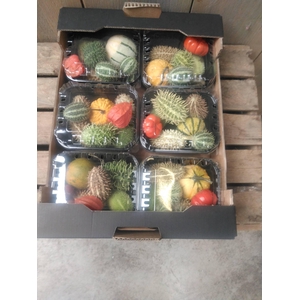 CUCUMIS MIX X6