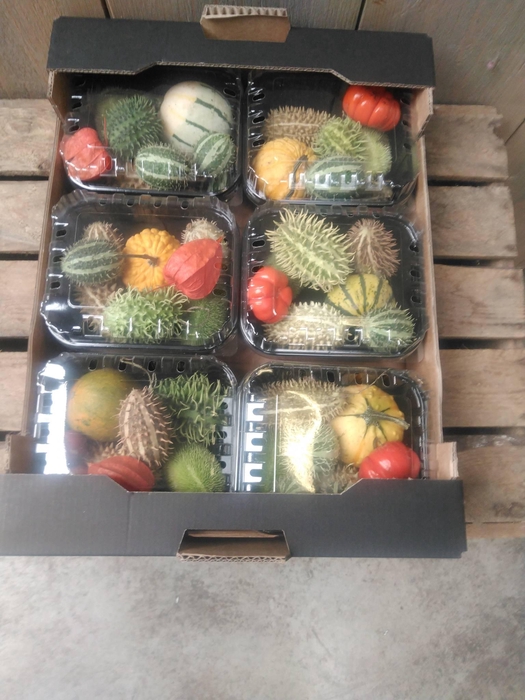 <h4>CUCUMIS MIX X6</h4>