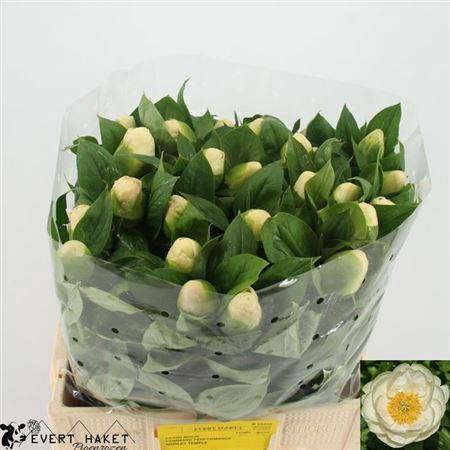 <h4>Paeo Prairie Moon</h4>