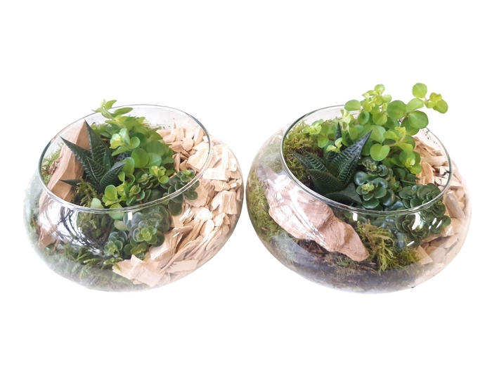 <h4>Arr. Kamerplant Groen L%</h4>