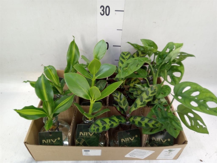 <h4>Planten  ..mix</h4>